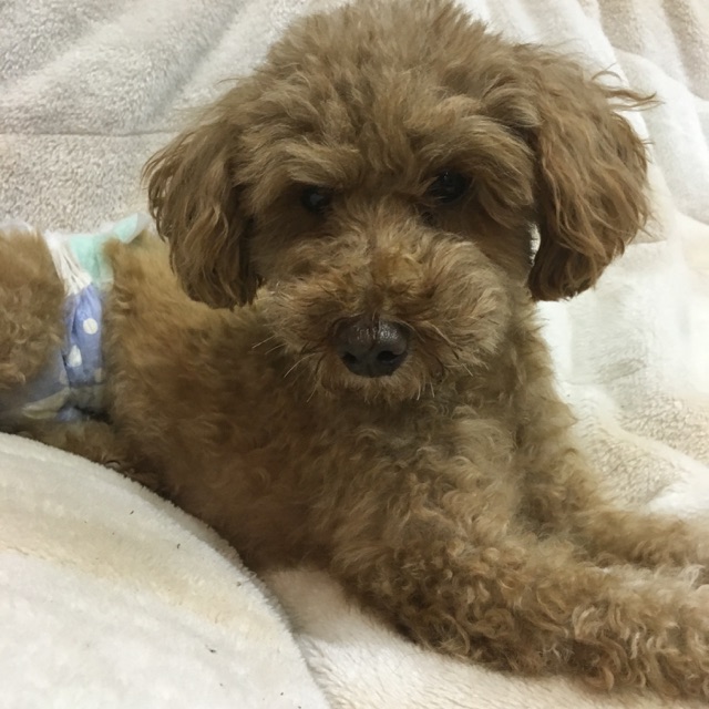お泊りお預かりワンコ🐶たちもみんな元気です🎶お迎えをお待ちしています😄